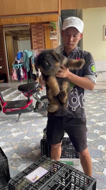 Chó Becgie lông xù 65 ngày đã tiêm phòng. Mua bán Chó tại Huyện Bình Chánh Tp Hồ Chí Minh được đăng bởi Trường Bùi nguyên hình 1