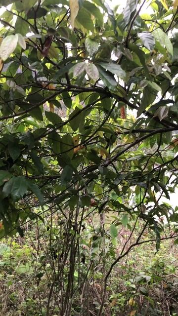 Giẻ hoa vàng trên 1,5m 1 cốt. Mua bán Cây cảnh, đồ trang trí tại Huyện Nông Cống Thanh Hóa được đăng bởi Lich dovan hình 1