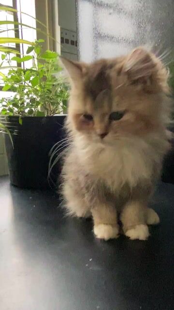 Mèo golden lai ragdoll nhập. Mua bán Mèo tại Quận Gò Vấp Tp Hồ Chí Minh được đăng bởi AmRait hình 1