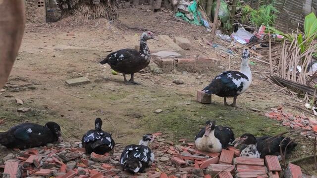 Vịt xiêm Đen trắng. Mua bán Thú cưng khác tại Huyện Mỏ Cày Nam Bến Tre được đăng bởi Hùng hình 1