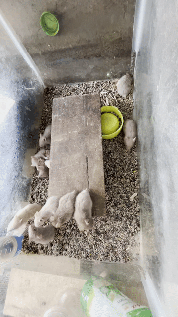 Chuột Hamster nhiều màu con. Mua bán Thú cưng khác tại Thành phố Thủ Dầu Một Bình Dương được đăng bởi pha Nguyen anh hình 1