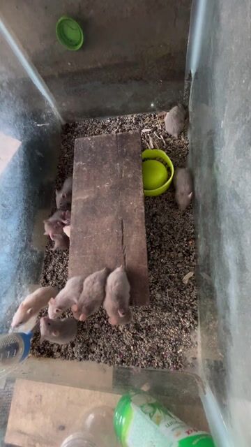 Chuột Hamster nhiều màu con. Mua bán Thú cưng khác tại Thành phố Thủ Dầu Một Bình Dương được đăng bởi pha Nguyen anh hình 1