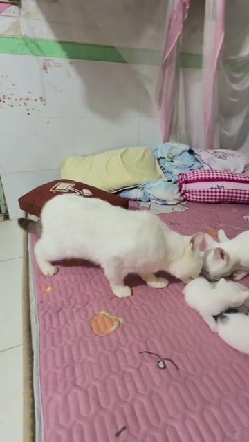 Mèo Lai ALN con Trắng. Mua bán Mèo tại Quận Ninh Kiều Cần Thơ được đăng bởi Ha na hình 1