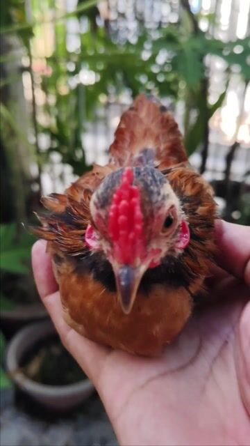 Gà tre Nâu đen đỏ Không tật lỗi. Mua bán Gà tại Quận Ninh Kiều Cần Thơ được đăng bởi luxury fram hình 1