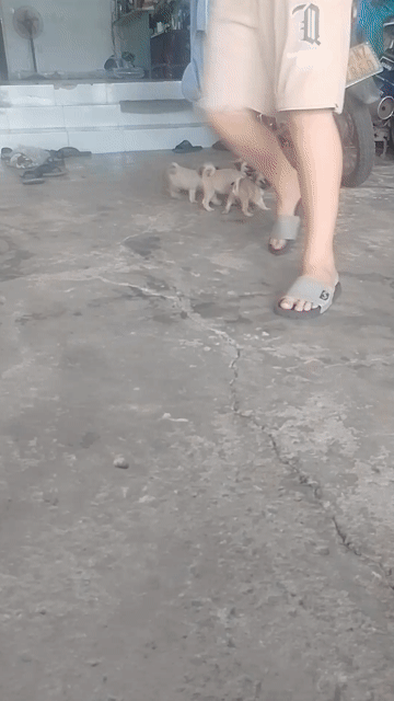 Chó Pug nâu 2 tháng chân lùn mũi tịt. Mua bán Chó tại Thành phố Biên Hòa Đồng Nai được đăng bởi Trang hình 1