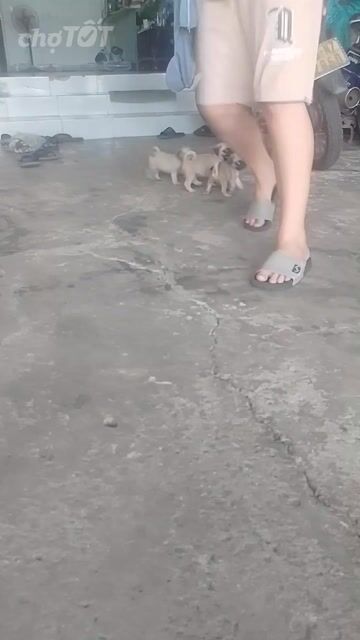 Chó Pug nâu 2 tháng chân lùn mũi tịt. Mua bán Chó tại Thành phố Biên Hòa Đồng Nai được đăng bởi Trang hình 1