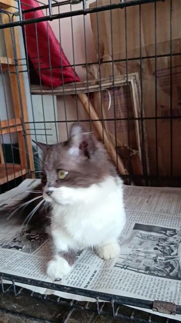 Bé cái, chân ngắn. Mua bán Mèo tại Quận Lê Chân Hải Phòng được đăng bởi Ching hình 1