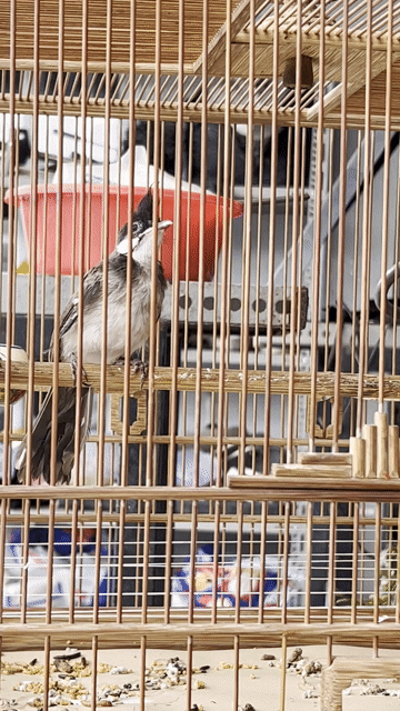 Chim cảnh Đực màu Đen  Khỏe mạnh. Mua bán Chim tại Huyện Hóc Môn Tp Hồ Chí Minh được đăng bởi Ơ Đây Chi Co Meo Xinh hình 1
