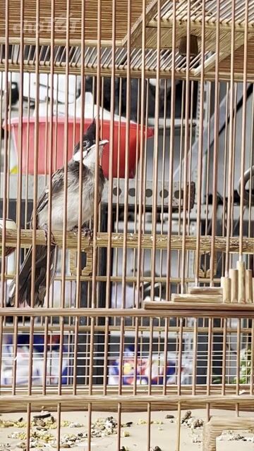 Chim cảnh Đực màu Đen  Khỏe mạnh. Mua bán Chim tại Huyện Hóc Môn Tp Hồ Chí Minh được đăng bởi Ơ Đây Chi Co Meo Xinh hình 1