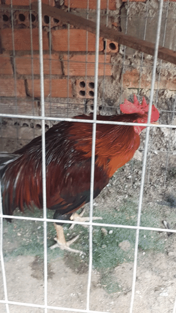 Gà điều Thái 3.4kg Đỏ Không tật lỗi. Mua bán Gà tại Huyện Định Quán Đồng Nai được đăng bởi Van kien Le hình 1