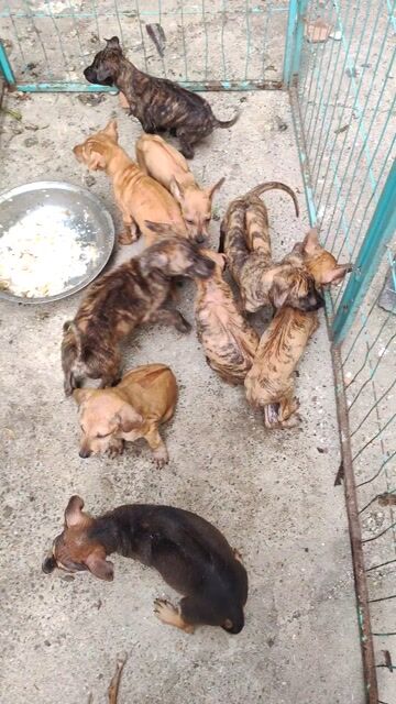 Chó Phú Quốc gốc Đảo. Mua bán Chó tại Quận Ninh Kiều Cần Thơ được đăng bởi Penta Store hình 1