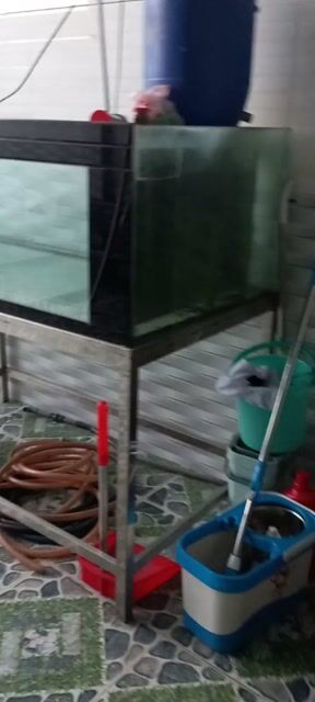 Hồ nuôi cá cảnh