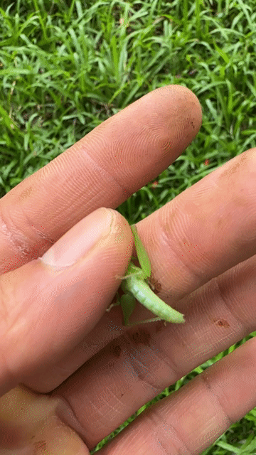 Cào Cào cốm non mang ở Quê ra. Mua bán Phụ kiện, Thức ăn, Dịch vụ tại Quận Cầu Giấy Hà Nội được đăng bởi Nguyễn Mỹ Anh  hình 1