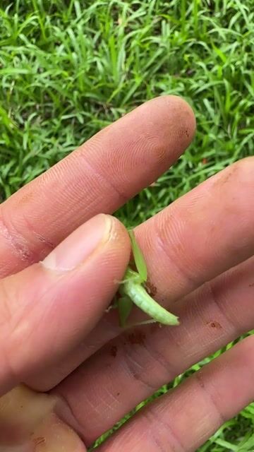 Cào Cào cốm non mang ở Quê ra. Mua bán Phụ kiện, Thức ăn, Dịch vụ tại Quận Cầu Giấy Hà Nội được đăng bởi Nguyễn Mỹ Anh  hình 1