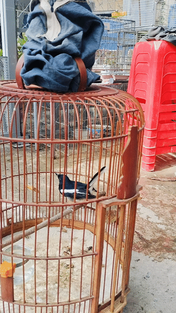 bộ than lộn. Mua bán Chim tại Quận Gò Vấp Tp Hồ Chí Minh được đăng bởi Dau hình 1