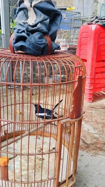 bộ than lộn. Mua bán Chim tại Quận Gò Vấp Tp Hồ Chí Minh được đăng bởi Dau hình 1