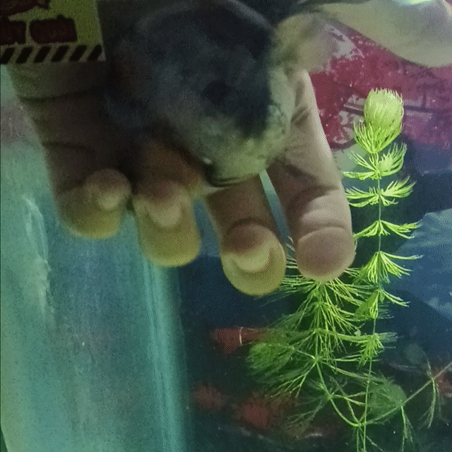 Cá cảnh Oranda Trắng, cam, đen. Mua bán Thú cưng khác tại Quận 11 Tp Hồ Chí Minh được đăng bởi Lương Xuân Việt hình 1