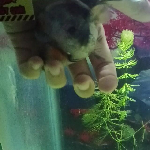Cá cảnh Oranda Trắng, cam, đen. Mua bán Thú cưng khác tại Quận 11 Tp Hồ Chí Minh được đăng bởi Lương Xuân Việt hình 1