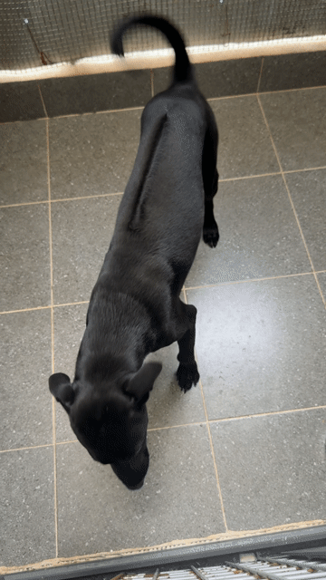 Chó Phú quốc đen phong thuỷ. Mua bán Chó tại Quận 12 Tp Hồ Chí Minh được đăng bởi QB SHOP PETS hình 1