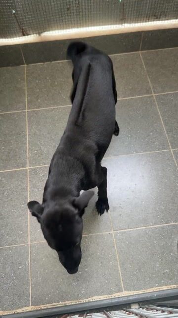 Chó Phú quốc đen phong thuỷ. Mua bán Chó tại Quận 12 Tp Hồ Chí Minh được đăng bởi QB SHOP PETS hình 1