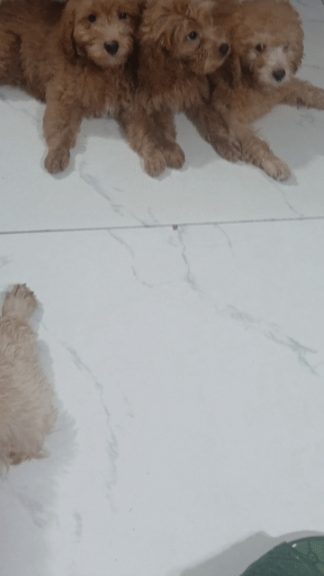 Chó Poodle Nâu 4 tháng. Mua bán Chó tại undefined Hà Nội được đăng bởi Hồng Minh hình 1
