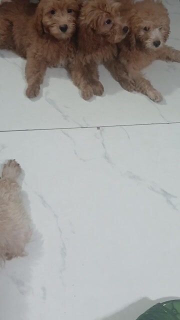 Chó Poodle Nâu 4 tháng. Mua bán Chó tại undefined Hà Nội được đăng bởi Hồng Minh hình 1