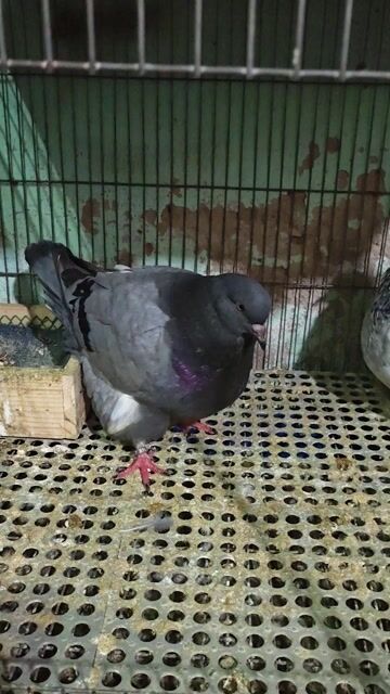 Bồ câu Mondain kỳ lân Xanh máu kl. Mua bán Chim tại Quận 3 Tp Hồ Chí Minh được đăng bởi Nguyễn Phúc hình 1