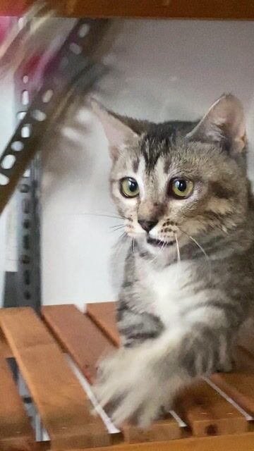 Mèo ALN chân lùn lửng cái hơn 3th. Mua bán Mèo tại Quận 8 Tp Hồ Chí Minh được đăng bởi Thanh thúy hình 1