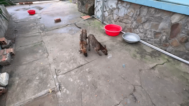 Chó Phú Quốc vện 5 tháng tuổi. Mua bán Chó tại Quận Bình Thạnh Tp Hồ Chí Minh được đăng bởi Văn Quang Lâm hình 1