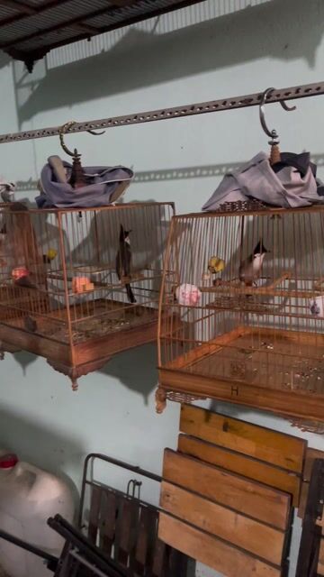 Chim chào mào 2 mùa lông. Mua bán Chim tại Thành phố Thủ Đức Tp Hồ Chí Minh được đăng bởi Trang hình 1