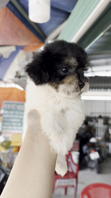 Chó Poodle bò sữa xám tiny đực. Mua bán Chó tại Thành phố Bến Tre Bến Tre được đăng bởi Mì Mì House  hình 1