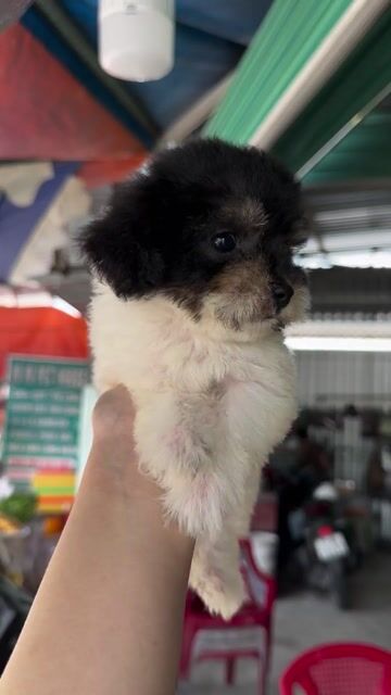 Chó Poodle bò sữa xám tiny đực. Mua bán Chó tại Thành phố Bến Tre Bến Tre được đăng bởi Mì Mì House  hình 1