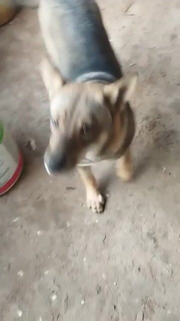 Chó lai. Mua bán Chó tại Huyện Tiên Du Bắc Ninh được đăng bởi Quang hình 1