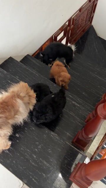 Chó Phốc Sóc lai Poodle Nâu Đen. Mua bán Chó tại Huyện Thường Tín Hà Nội được đăng bởi Nguyễn Ngọc Tường Vy hình 1