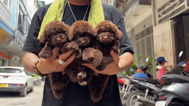 Poodle Màu Socola hiếm. Mua bán Chó tại Quận Liên Chiểu Đà Nẵng được đăng bởi V Petshop Đà Nẵng hình 1