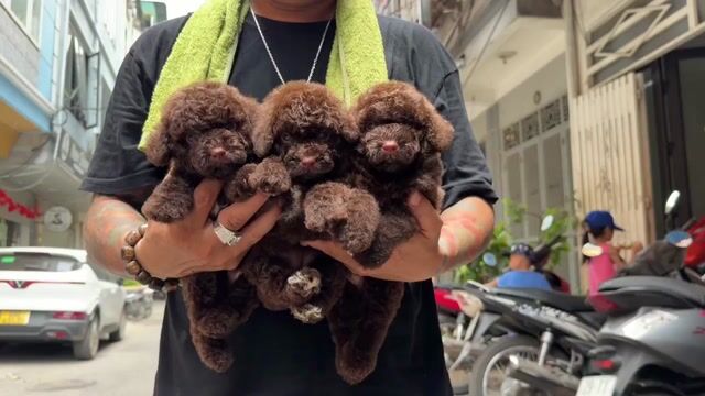 Poodle Màu Socola hiếm. Mua bán Chó tại Quận Liên Chiểu Đà Nẵng được đăng bởi V Petshop Đà Nẵng hình 1