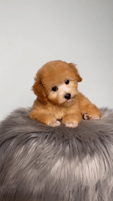 poodle thuần chủng g.t cái. Mua bán Chó tại Quận 12 Tp Hồ Chí Minh được đăng bởi Nguyễn Nguyễn hình 1