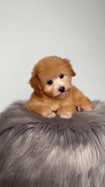 poodle thuần chủng g.t cái. Mua bán Chó tại Quận 12 Tp Hồ Chí Minh được đăng bởi Nguyễn Nguyễn hình 1