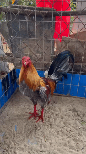 gà tre. Mua bán Gà tại Thành phố Hồng Ngự Đồng Tháp được đăng bởi Nguyễn Phước Hậu hình 1