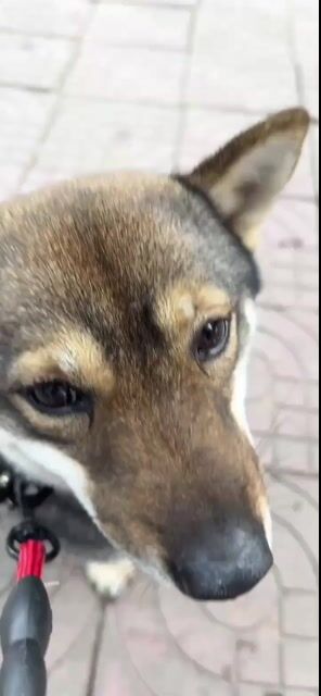 Chó Shiba đực 1 năm. Mua bán Chó tại Huyện Mê Linh Hà Nội được đăng bởi nguyen son hình 1