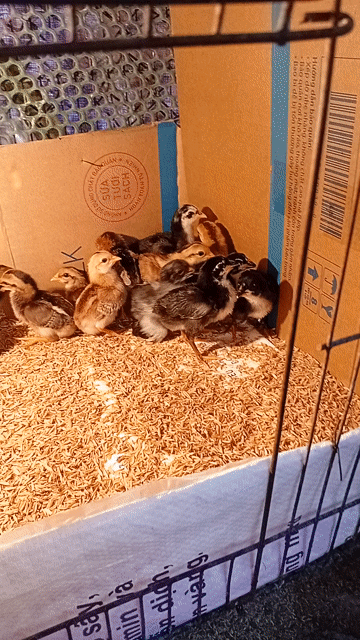 Gà con giống nhỏ nhiều màu. Mua bán Gà tại Huyện Bình Chánh Tp Hồ Chí Minh được đăng bởi Gia bảo hình 1