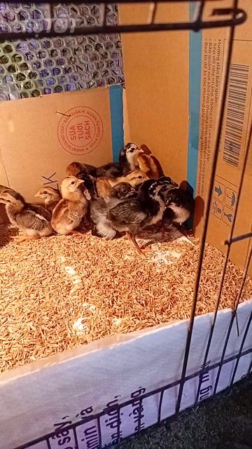 Gà con giống nhỏ nhiều màu. Mua bán Gà tại Huyện Bình Chánh Tp Hồ Chí Minh được đăng bởi Gia bảo hình 1