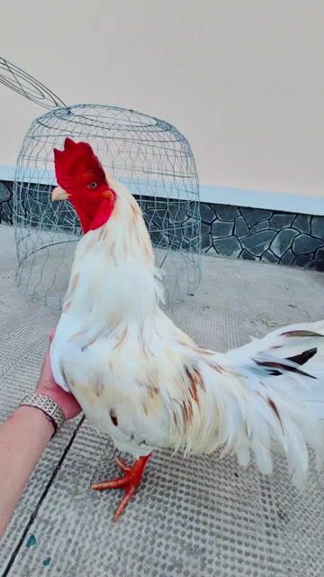 Gà chọi Trắng 3.35 kg. Mua bán Gà tại Thị xã Bình Minh Vĩnh Long được đăng bởi VanSang mai hình 1