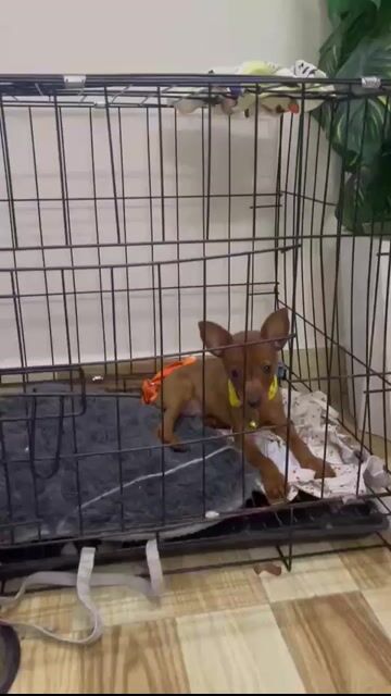Chó Phốc hươu Mini màu Nâu 3th. Mua bán Chó tại Thành phố Châu Đốc An Giang được đăng bởi Thiện Nhân hình 1