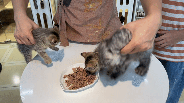 Mèo Tai Cụp Tabby 2 tháng tuổi. Mua bán Mèo tại Quận Hai Bà Trưng Hà Nội được đăng bởi fb Nàng Cỏ Meow Shop hình 1
