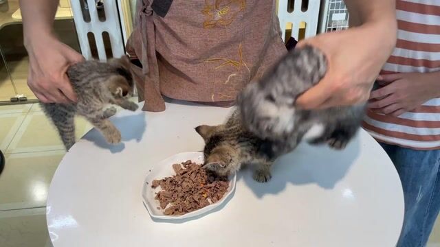 Mèo Tai Cụp Tabby 2 tháng tuổi. Mua bán Mèo tại Quận Hai Bà Trưng Hà Nội được đăng bởi fb Nàng Cỏ Meow Shop hình 1