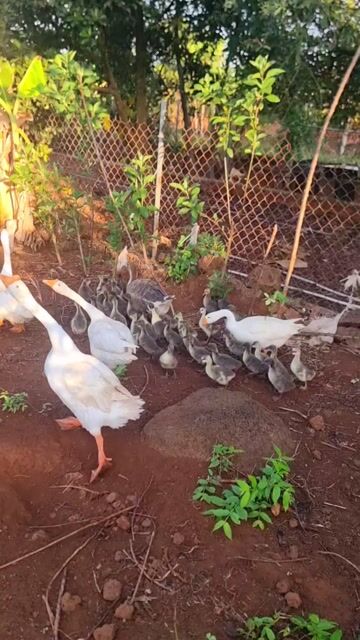 Ngỗng Xám Choai Thả vườn. Mua bán Thú cưng khác tại Huyện Vĩnh Cửu Đồng Nai được đăng bởi Phước Trần hình 1