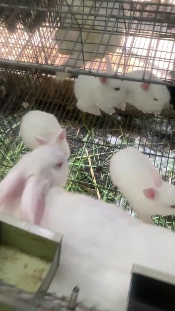 65🌾 1 bé nhận ship tận nhà. Mua bán Thú cưng khác tại Huyện Đạ Tẻh Lâm Đồng được đăng bởi trại thỏ sỉ và lẻ hình 1