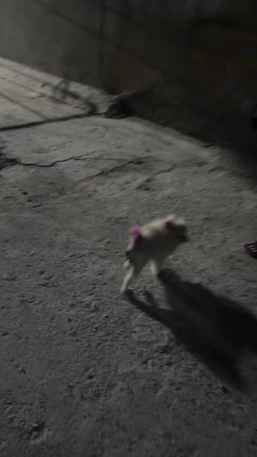 Chó Phốc Sóc nhỏ Vàng kem. Mua bán Chó tại Huyện Củ Chi Tp Hồ Chí Minh được đăng bởi Trần Quốc Tuấn hình 1