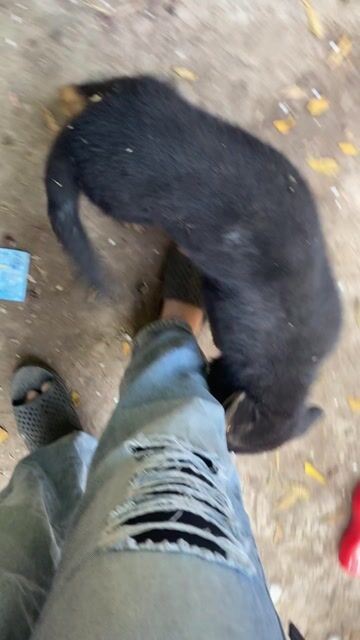 Chó Becgie đen 3 tháng tuổi. Mua bán Chó tại Quận Bình Tân Tp Hồ Chí Minh được đăng bởi Trần Ngọc Gia Hân hình 1